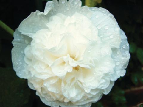 Alcea rosea 'Charter's Double White' Alcea rosea 'Charter's Double White'
