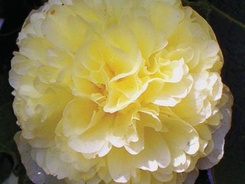Alcea rosea 'Charter's Double Yellow' Alcea rosea 'Charter's Double Yellow'