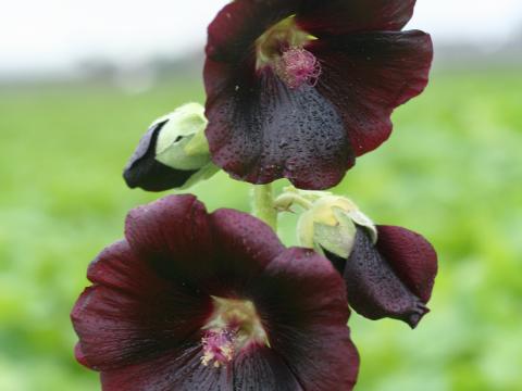 Alcea rosea 'Nigra' Alcea rosea 'Nigra'