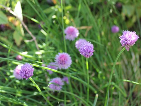 Allium schoenoprasum