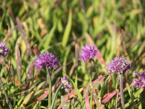 Allium senescens