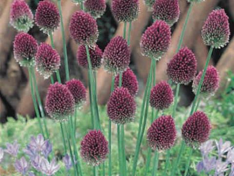 Allium sphaerocephalon