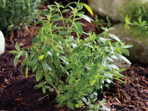 Aloysia triphylla