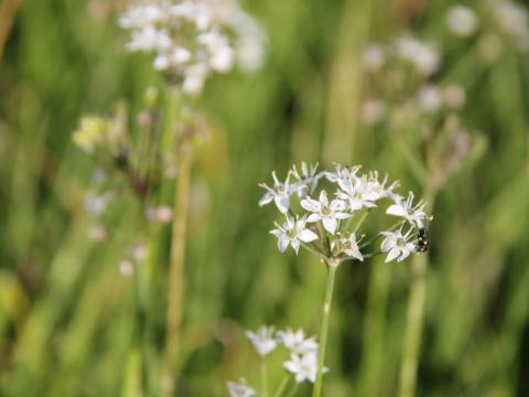 Allium tuberosum