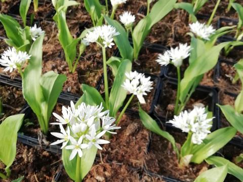 Allium ursinum