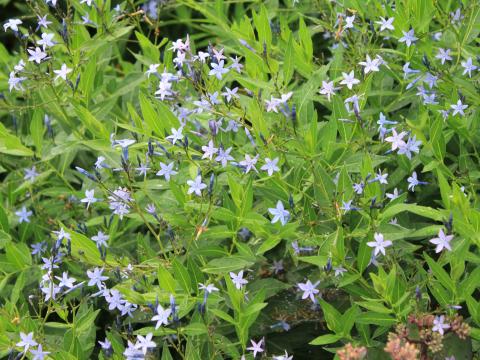 Amsonia 'Blue Ice' Amsonia 'Blue Ice'
