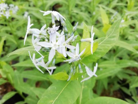 Amsonia illustris Amsonia illustris
