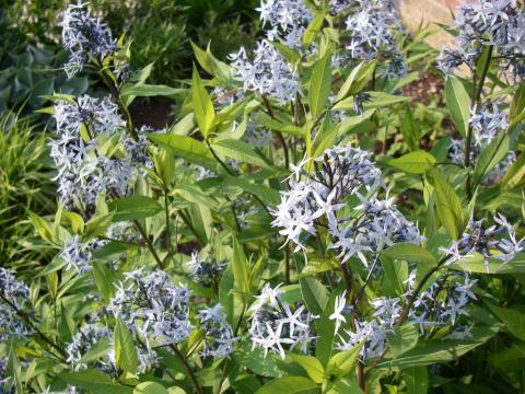 Amsonia tabernaemontana Amsonia tabernaemontana