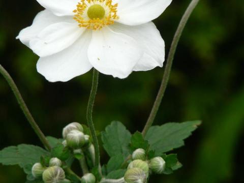 Anemone hybride (x) 'Andrea Atkinson'