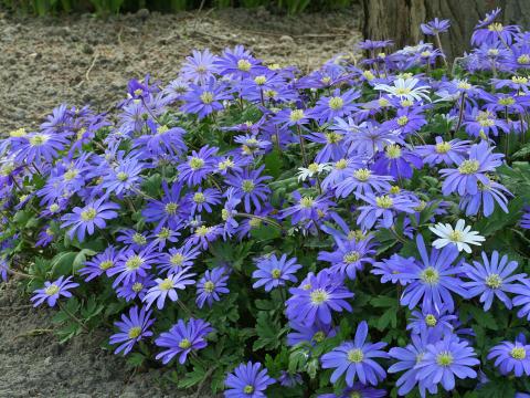 Anemone blanda 'Blue Shades'