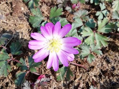 Anemone blanda 'Charm'