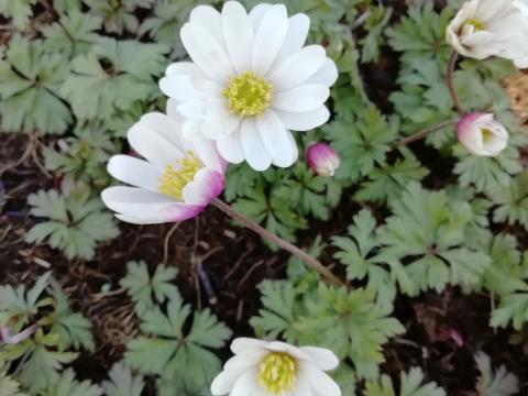 Anemone blanda 'White Splendour'