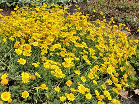 Anthemis hybride 'Dwarf Form' Anthemis hybride 'Dwarf Form'