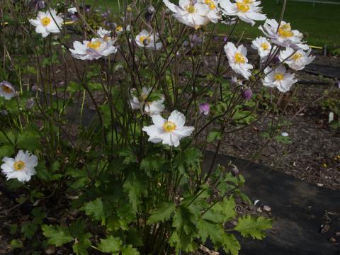 Anemone hybride (x) 'Dreaming Swan'