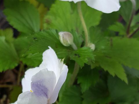 Anemone hybride (x) 'Elfin Swan'