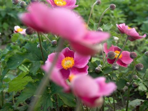 Anemone hybride (x) 'Hadspen Abundance' Anemone hybride (x) 'Hadspen Abundance'