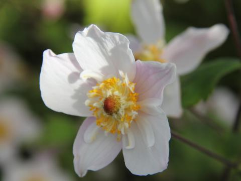 Anemone hybride (x) 'Dainty Swan'