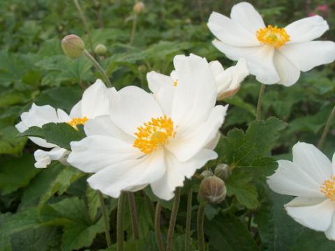 Anemone hybride (x) 'Honorine Jobert'