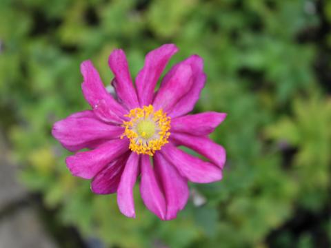 Anemone hupehensis 'Prinz Heinrich'