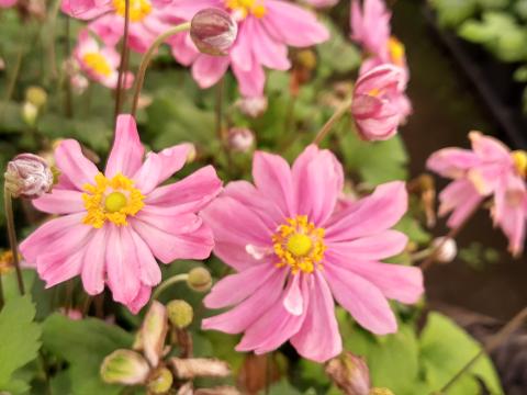 Anemone hupehensis 'Pretty Lady Emily'