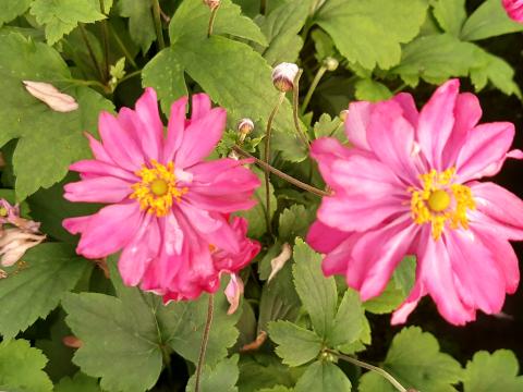 Anemone hupehensis 'Pretty Lady Julia'