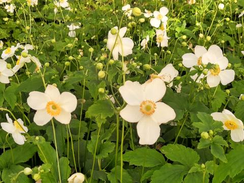 Anemone hupehensis 'Pretty Lady Maria'