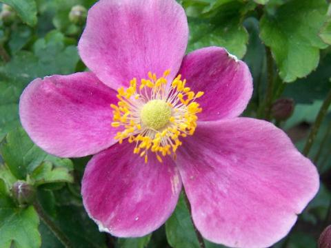 Anemone hupehensis 'Praecox'