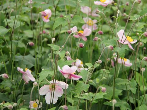 Anemone hupehensis 'Rose Shades'