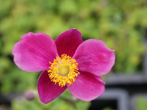 Anemone hupehensis 'Splendens'