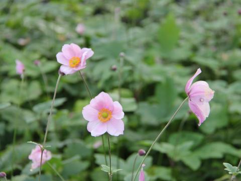 Anemone hybride (x) 'Koningin Charlotte'