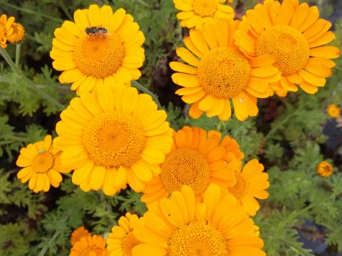 Anthemis hybride 'Kelwayi' Anthemis hybride 'Kelwayi'