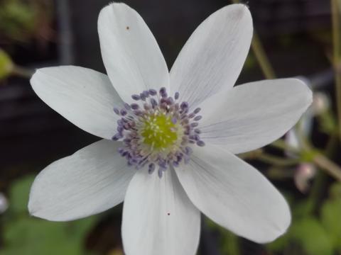 Anemone leveilei