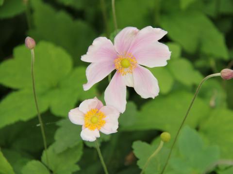 Anemone hybride (x) 'Loreley'