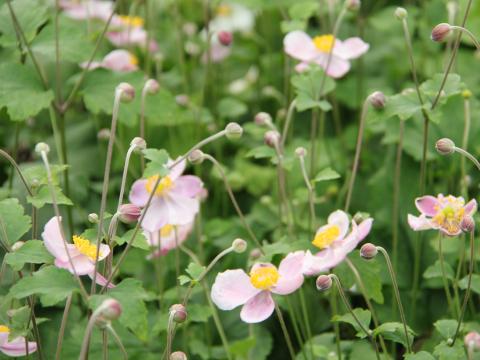 Anemone hupehensis 'Little Princess'