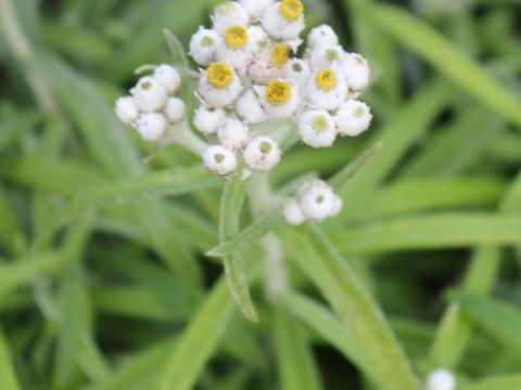 Anaphalis margaritacea 'Neuschnee' Anaphalis margaritacea 'Neuschnee'