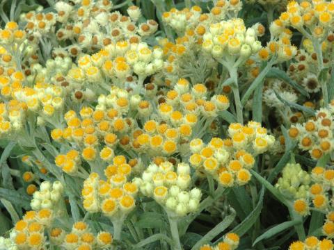 Anaphalis margaritacea 'Schwefellicht' Anaphalis margaritacea 'Schwefellicht'