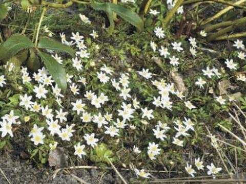 Anemone nemerosa 'Alba'