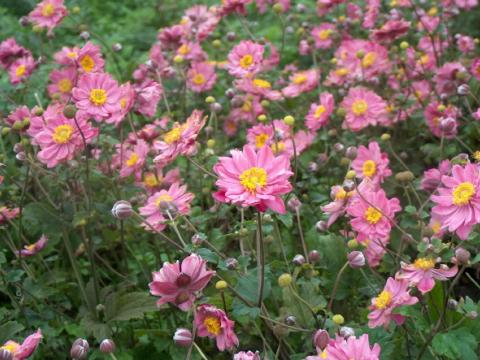 Anemone hybride (x) 'Pamina'