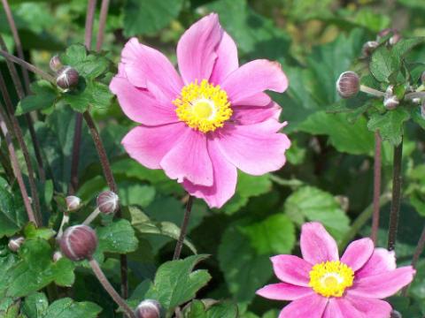Anemone hybride (x) 'Richard Ahrens' Anemone hybride (x) 'Richard Ahrens'