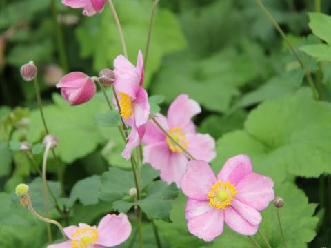 Anemone hybride (x) 'Rosenschale'