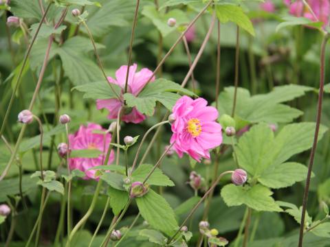 Anemone hupehensis 'Rotkäppchen'