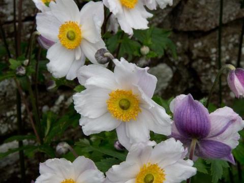 Anemone hybride (x) 'Ruffled Swan'