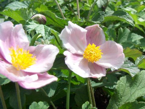 Anemone hupehensis 'September Charm'