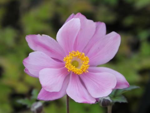 Anemone hybride (x) 'Serenade'