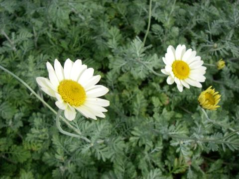 Anthemis hybride 'Sauce Hollandaise' Anthemis hybride 'Sauce Hollandaise'