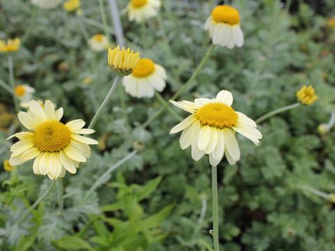 Anthemis hybride 'Susanna Mitchell' Anthemis hybride 'Susanna Mitchell'