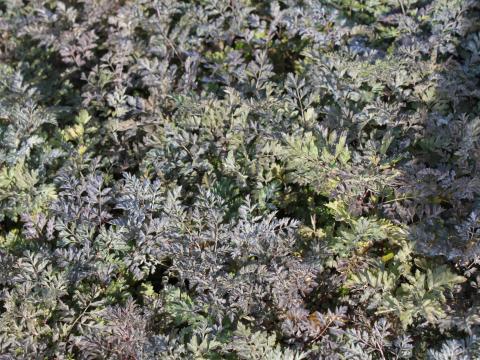 Anthriscus sylvestris 'Ravenswing' Anthriscus sylvestris 'Ravenswing'