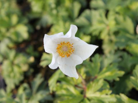 Anemone sylvestris