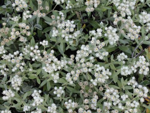 Anaphalis triplinervis Anaphalis triplinervis
