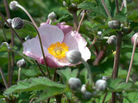 Anemone tomentosa 'Robustissima'